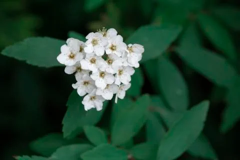 Flower on green background Stock Photos
