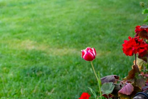 Flower on green background Stock Photos