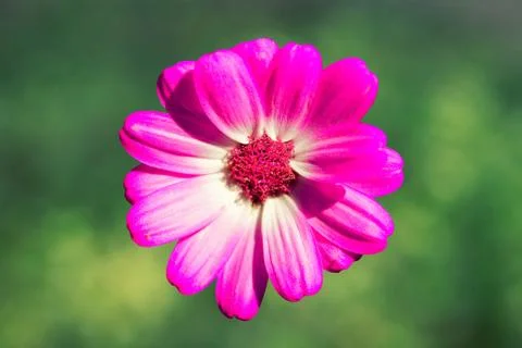 Flower on Green Background Stock Photos