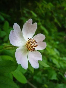 Flower on green background Stock Photos