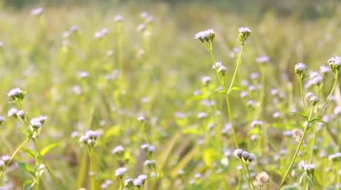 Flower in green field Video stock 20344493