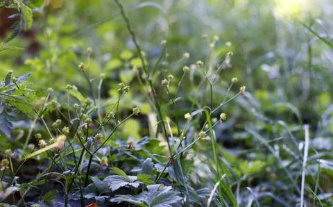 Flower green field - forest grass Foto stock