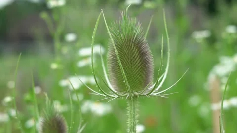 Flower green Stock Footage 142209739