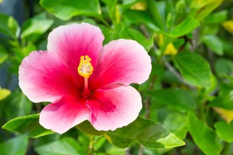 Flower with green leaf Stock Photos