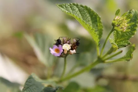Flower with green leaf Foto stock