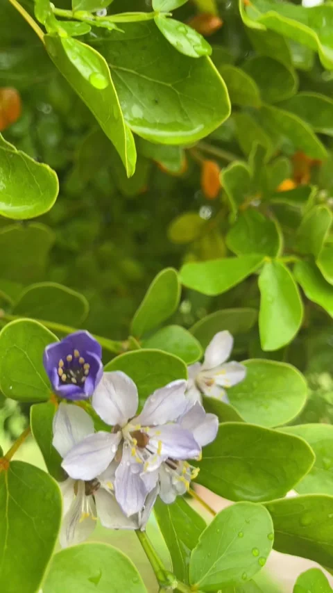 Flower with green leaves Stock Footage 280641398