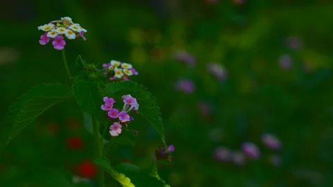 Flower on a green meadow close-up Vídeo Stock 279775160