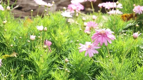 Flower on green meadow Video stock 82926153