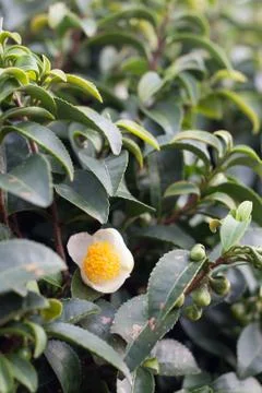 Flower of green tea Stock Photos