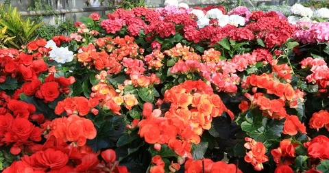 Flower for a greenhouse Stock Footage 106634477