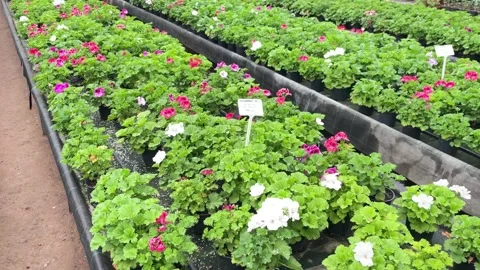 Flower greenhouse Stock Footage 181034935