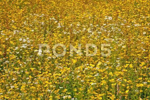 Flower greenland Stock Photos