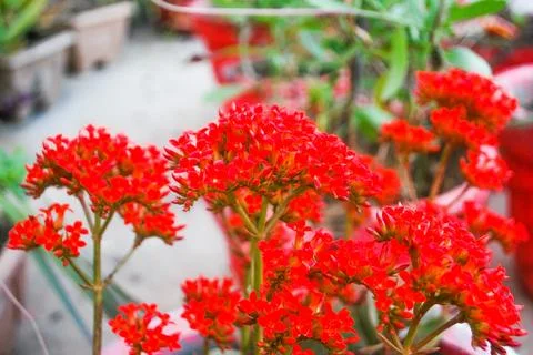 Flower group Stock Photos