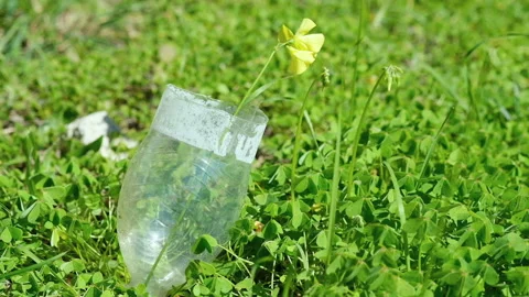 Flower grow up on discarded plastic bottle garbage,nature pollution adaptation Stock Footage 148892768