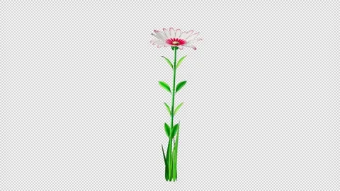 Flower Growing Alpha Channel Stock Footage 265410960