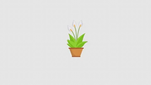 Flower Growing Animation Stock Footage 281252590