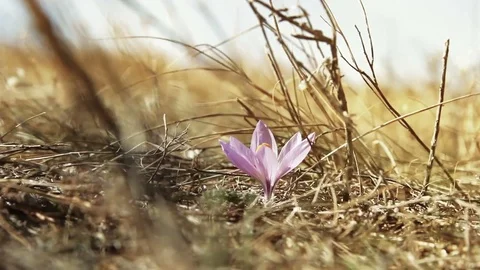 The flower growing in the autumn Stock Footage 70266855