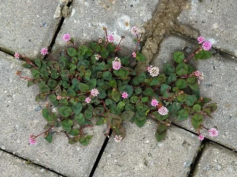 Flower growing between cement blocks Fotos de archivo