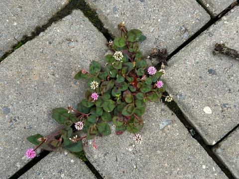 Flower growing between cement blocks Stock Photos