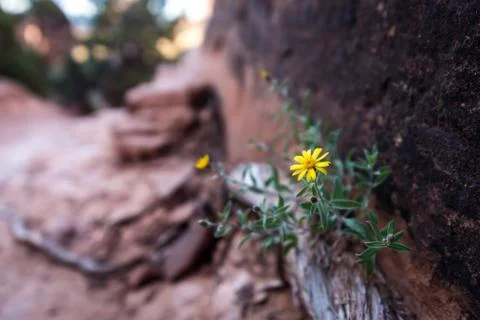 Flower growing from a boulder. Stock Photos