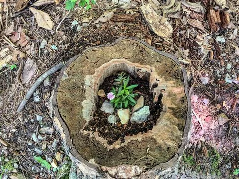 Flower growing in a broken tree Stock Photos