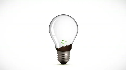 Flower growing inside bulb Video stock 647835