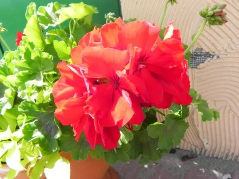 Flower growing in pot Stock Photos
