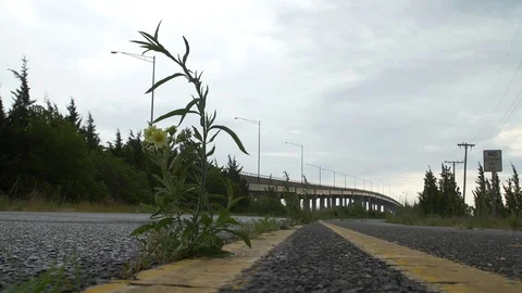Flower growing from road Stock Footage 94132307
