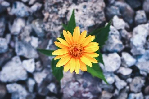 Flower growing on the rocks Stock Photos