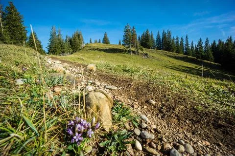 Flower growing on the side of the path Stock Photos