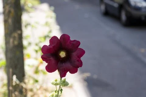 Flower growing on sidewalk Foto stock