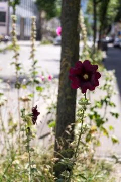 Flower growing on sidewalk Stock Photos