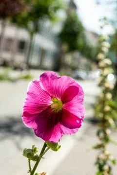 Flower growing on sidewalk Stock Photos