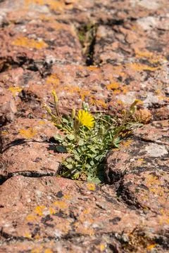 Flower Growing An A Stone Wall Stock Photos