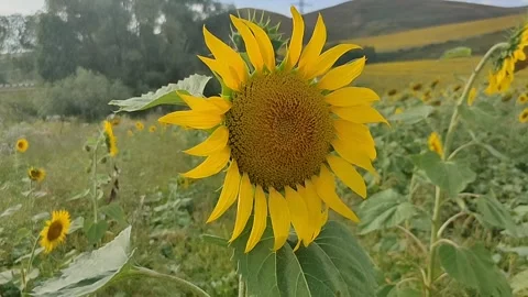 A flower growing in a sunflower field. Stock Footage 335458756