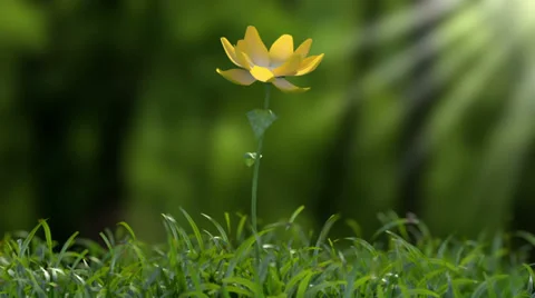 Flower Growing TimeLapse Stock Footage 35714069