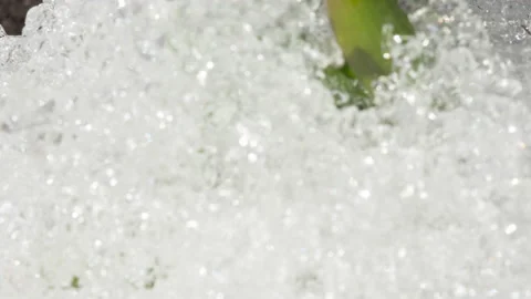 Flower growing from under the snow Video stock 207781185