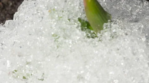 Flower growing from under the snow Video stock 214414287