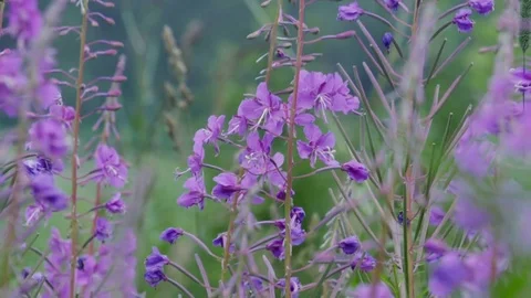 Flower grows in the field Stock-Footage 80203396