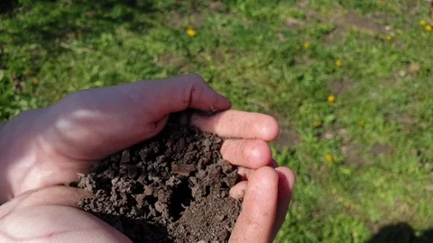 A flower grows from the ground in her hands, a girl holds the earth and a Stock Footage 129957883