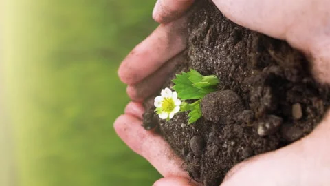 Flower grows from human hands on on blurred green field background Stock Footage 161081283