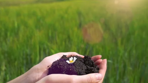 Flower grows from human hands on on blurred green field background Stock Footage 161082240