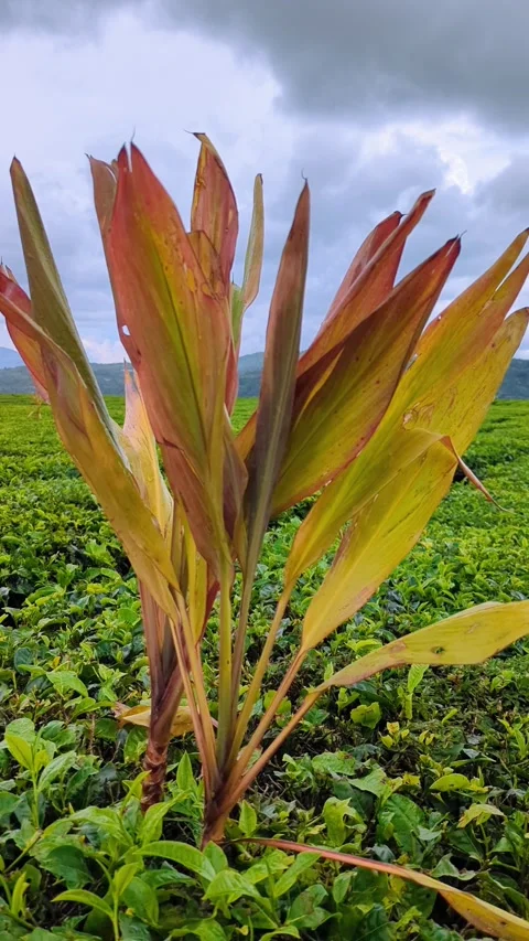 This flower grows in the middle of a large tea plantation 스톡 동영상 290207575