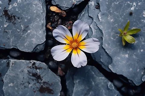 A flower grows through the stone ground. New plant life. Top view. Stock Photos