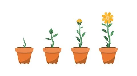 Flower growth process in pod, beautiful flower in front of house in flat style イラスト素材