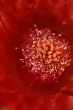 Flower Guts Stock Photos