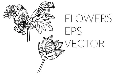 Flower hand drawn set Stock Illustration