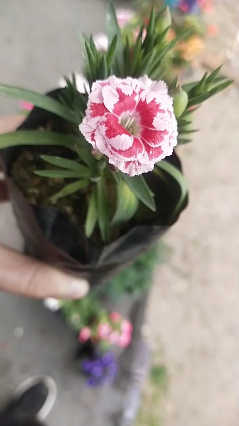 Flower in hand Vidéo 239055854