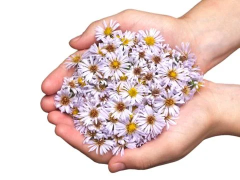 Flower in hand Stock Photos