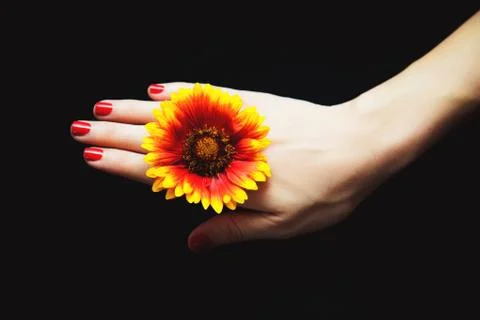 Flower in a hand Stock Photos